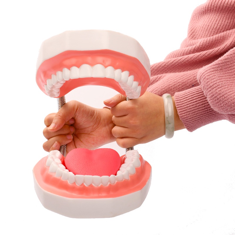 Mô Hình Bàn Chải Đánh Răng Gấp 6 Lần Kèm Bàn Chải Đánh Răng Lớn Chăm Sóc Răng Miệng