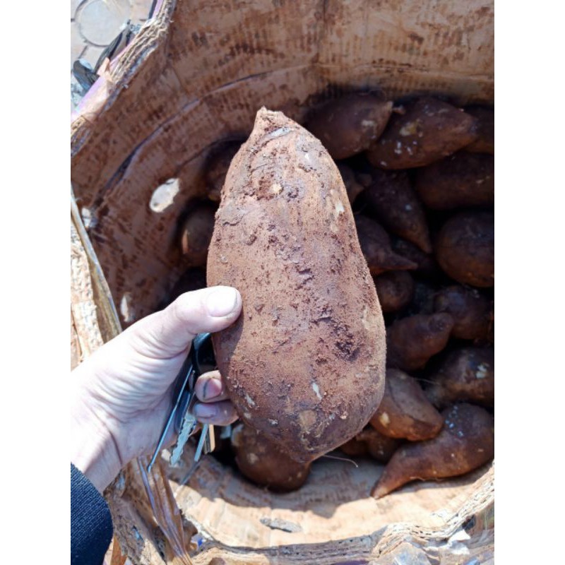 KHOAI SÂM ĐẤT CỦ TO 1kg