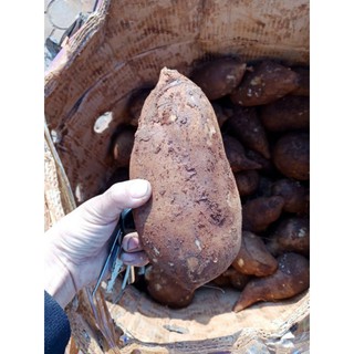 KHOAI SÂM ĐẤT CỦ VỪA 1kg