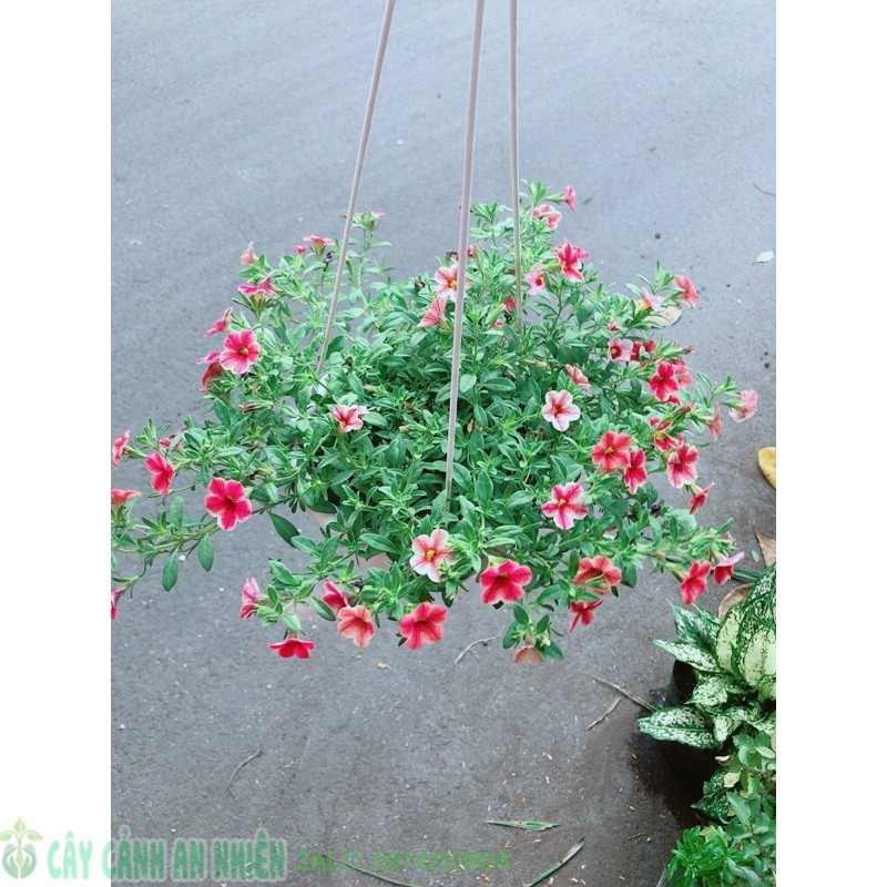 Chậu Hoa Triệu Chuông