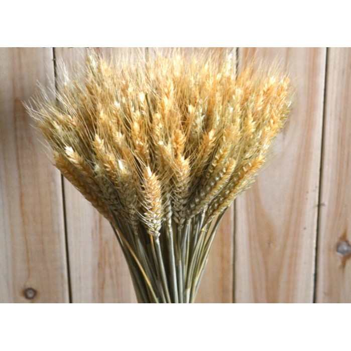 Hoa lúa mạch khô 500g - 1000g