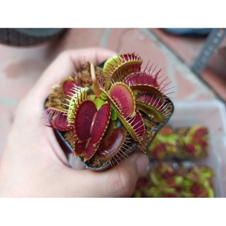 Cây bẫy mồi , bắt ruồi Venus Flytrap