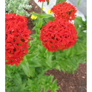 Hạt giống hoa Thu La đỏ (Lychnis Chalcedonica) gói 50 hạt