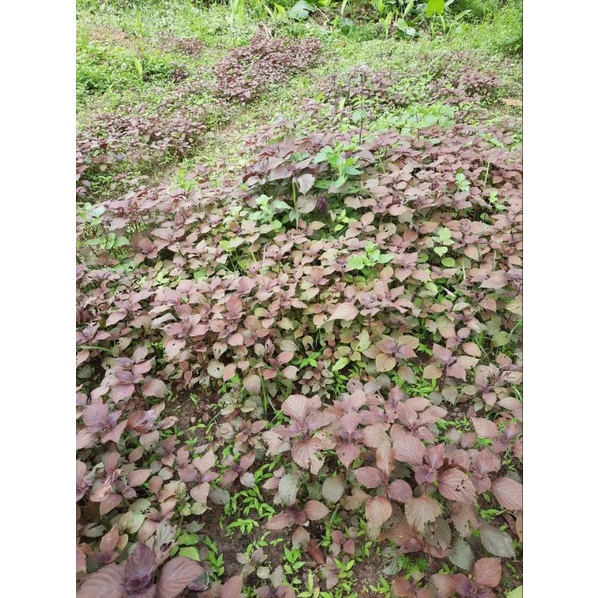 Thảo mộc xông tắm - Gói có 15 túi lọc