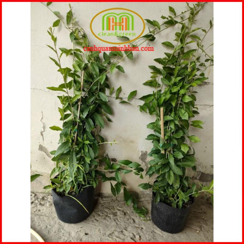 Dây cúc tần Ấn độ 1m dài decor tường cây rủ rất đẹp Minh Hân Garden