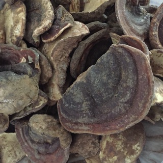 1kg nấm hồng chi rừng già tây côn lĩnh