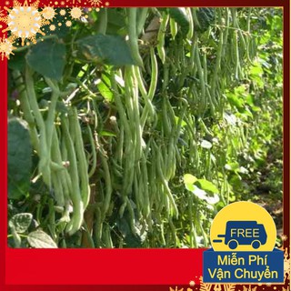 Hạt Giống Đậu Cove Leo 4 Mùa