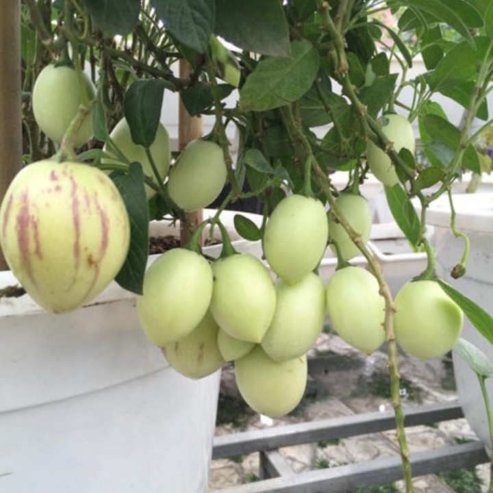 Dưa pepino giống