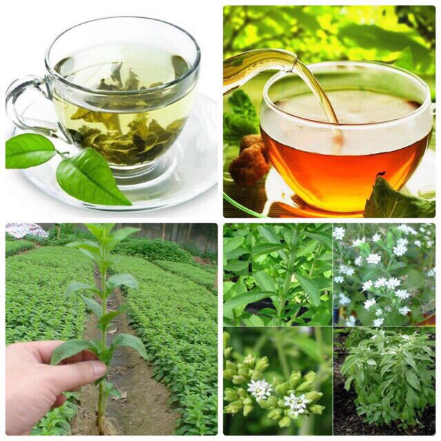 Trà cỏ ngọt khô 1000g hàng mới ngon