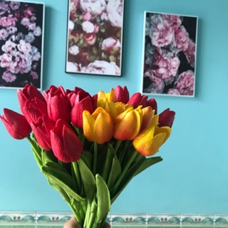 Hoa tulip đủ màu