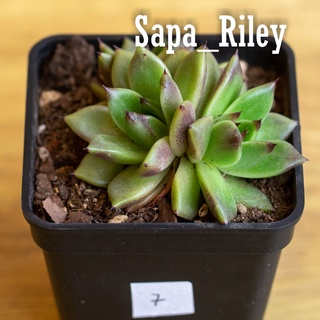 Sen đá Echeveria nhiều màu