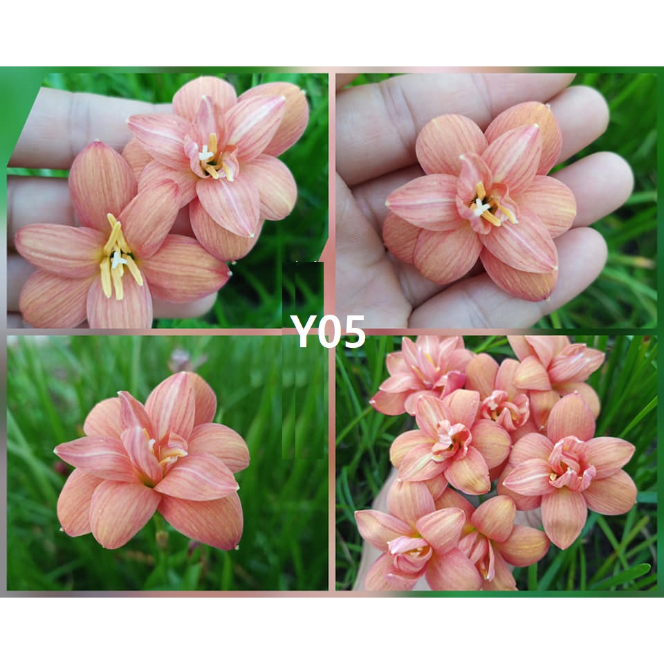 Củ hoa huệ mưa kép Y05 size củ mẹ, củ to_Củ hoa tóc tiên nhập ngoại kép/bán kép