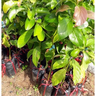 Combo 02 Bơ Sáp Da Xanh - Bơ 034