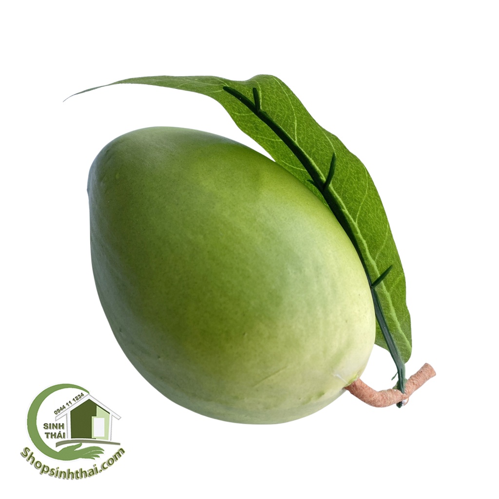 Trái xoài xanh nhỏ - quả xoài giả cao cấp