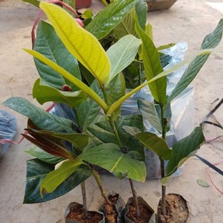 Combo 5 cây hoa Hải đường giống