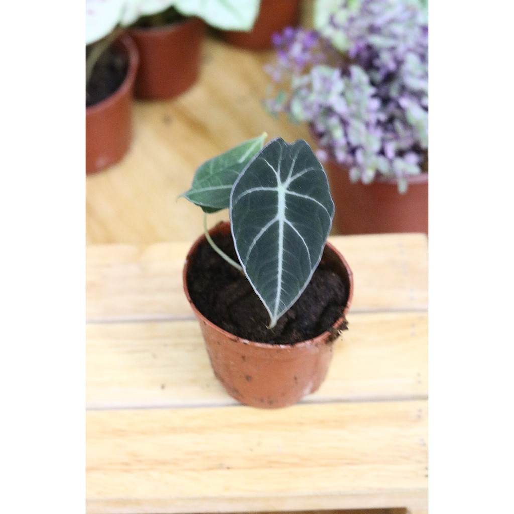 Chậu cây Alocasia Black Velvet (Little Queen Alocasia) – Môn Đen Lá Nhung