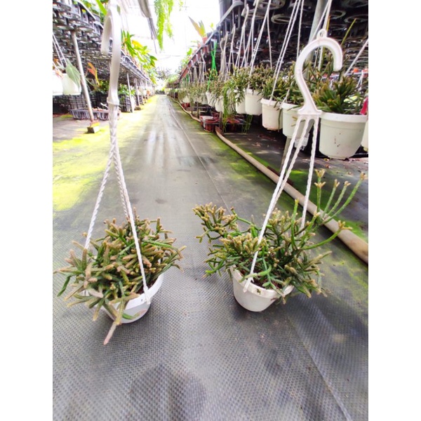 Chậu treo Rhipsalis baccifera- Xương rồng san hô