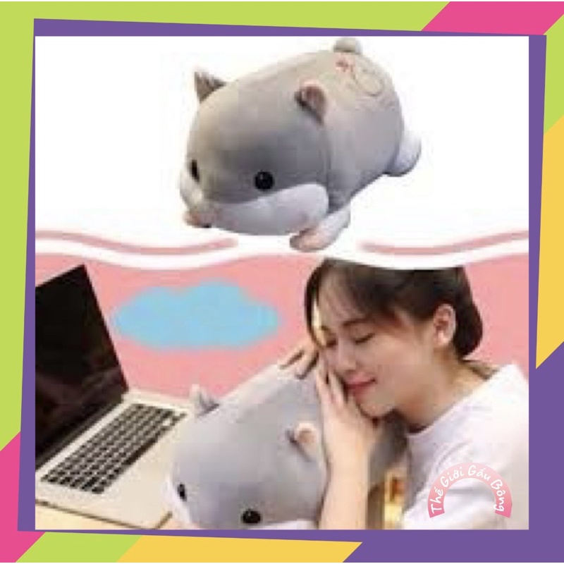 Chuột hamster có mền