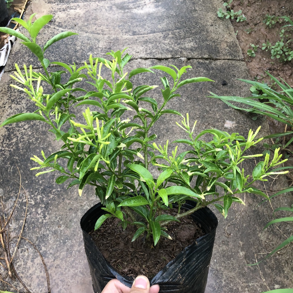 Cây dạ hương, Cao 25cm lá cẩm thạch bắt mắt, ban đêm hoa có mùi thơm dễ chịu, thích hợp trồng trang trí sân vườn