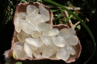 Thốt nốt tươi sấy dẻo không đường