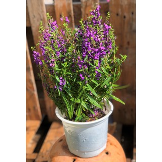 Chậu hoa Forget Me Not mảu tím