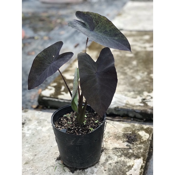 Colocasia black magic