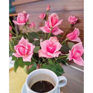 Cafe chồn đặc biệt nguyên chất