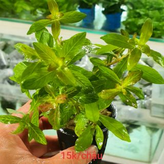 Cây thủy sinh Sunset