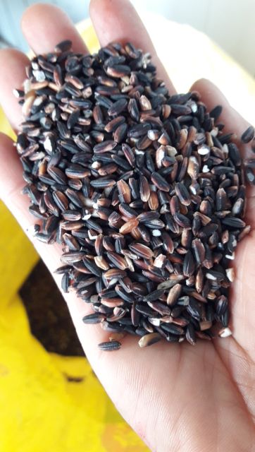 COMBO NẾP CẨM ĐIỆN BIÊN 10KG 380000 Đ