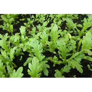 ( BOK GARDEN ) HẠT GIỐNG CẢI CÚC 20GR
