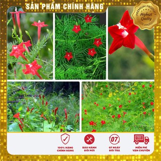 Hạt giống Hoa Tóc Tiên dây leo ( 10 Hạt)