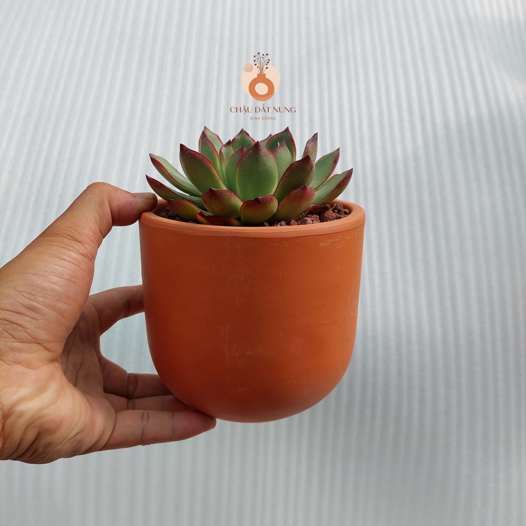 Chậu đất nung, Chậu sen đá - Trụ trứng 1210, miệng chậu 12cm, chiều cao 10cm