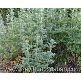 100 Hạt Giống Ngải Đắng (NGẢI CỨU) - HÀNG CÔNG TY