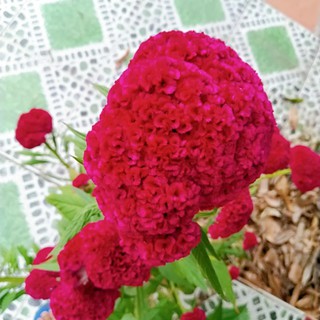 3 cây hoa mồng gà màu như hình