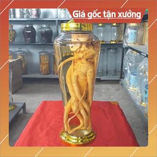 Bình sâm ngâm rượu 3l 4l 6l