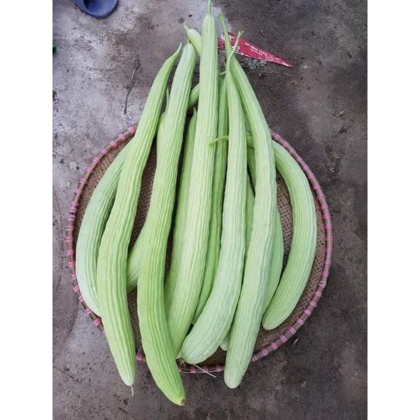 💥 Hạt giống Dưa Chuột Rắn Mỹ  siêu dài 🍎 Dòn Ngon💥 độc lạ rất dễ trồng