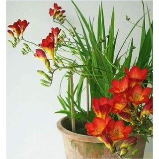 Củ giống hoa lan nam phi hoa màu đỏ ( 1 củ kèm viên nén xơ dừa ươm củ ) - STHG2