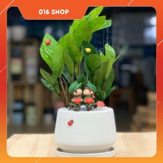 Cây Kim Tiền để bàn (cây Kim Phát Tài) - 12 x 12 x 30 Cm - Cây Mini & Chậu Trồng Cây Gốm Sứ Bát Tràng