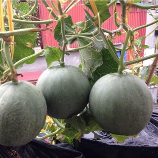 Hạt giống dưa lưới xanh 1 gói 10 hạt ( tặng kèm viên nén ươm hạt giống )