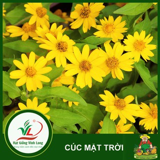 Hạt giống hoa Cúc mặt trời - 20 hạt