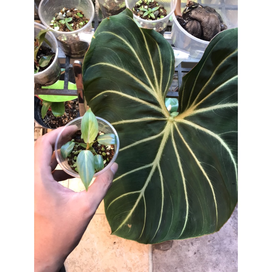 Chậu Philodendron Gloriosum White Vein - Philodendron Gloriosum White Veins - Gloriosum White Vein