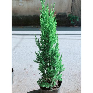 Cây Tùng Cao 40cm (tính cả bầu)