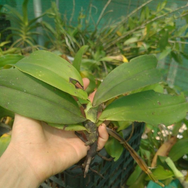Hoa Lan cẩm báo