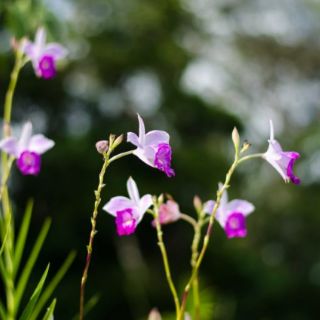 Lan trúc ( lan sậy)