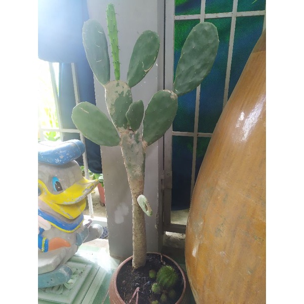 Xương rồng tai thỏ lá để trồng