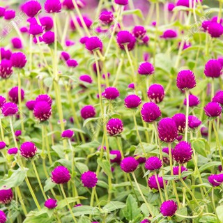 Hạt giống cúc bách nhật