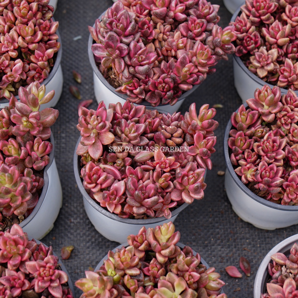 Sen đá cáo đỏ chậu trung 10cm GLASS GARDEN, giống hình, bao khỏe, thuần khí hậu Đà Lạt