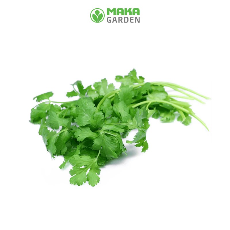 Hạt Giống Ngò Rí  Rado 31 - Gói 20Gr - Dễ Trồng, Cây Sinh Trưởng và Kháng Bệnh Tốt
