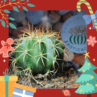 Melo - Melocactus unguispinus crisnejas ( 4.1cm - 6.5cm )_( Vườn xương rồng EXOTICACTUS )