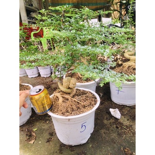 cần thăng bonsai